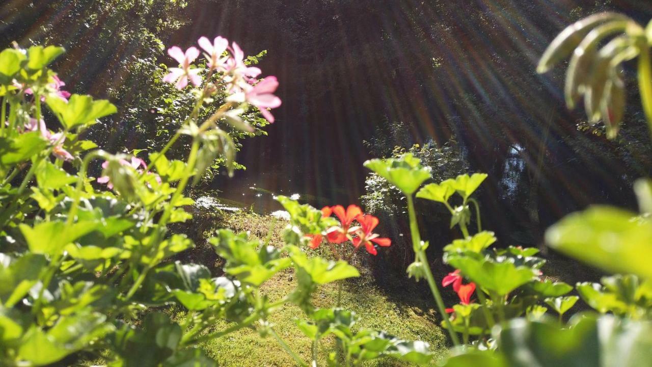 Fewo Lueneburger Heide - Aurelia Daire Bad Bevensen Dış mekan fotoğraf